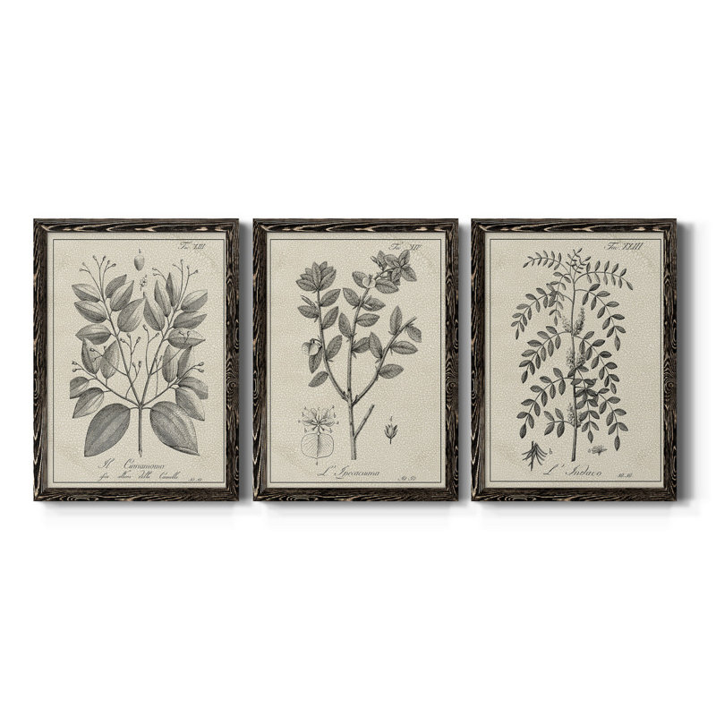 " Antique Black And White Botanical VII " 3 - Pieces, Black, 31.5" H x 70.5" W