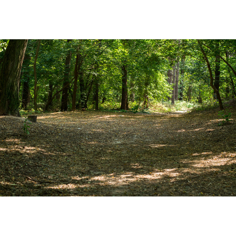 Trees In The Forest by Dinja - Wrapped Canvas Print, 61cm H x 91cm W