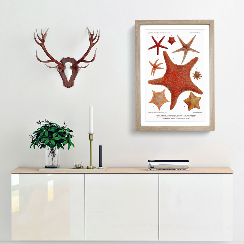 Assortment Of Starfish by Albert I - Single Picture Frame Painting, Oak, 33cm H x 24cm W x 2cm D