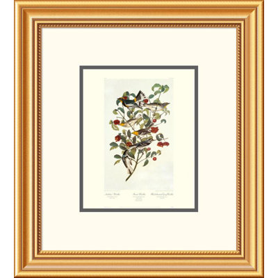 Audubon's Warbler by John James Audubon Framed Painting Print