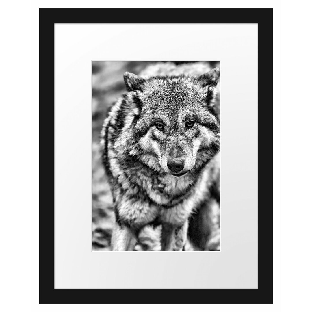 Gerahmtes Poster Scheuer Wolf