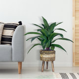 Callender 24'' Faux Dracaena Plant in Wicker/Rattan Basket