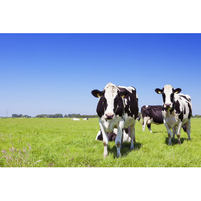Cows In A Fresh Grassy Field by Sara_Winter - No Frame Print on Canvas