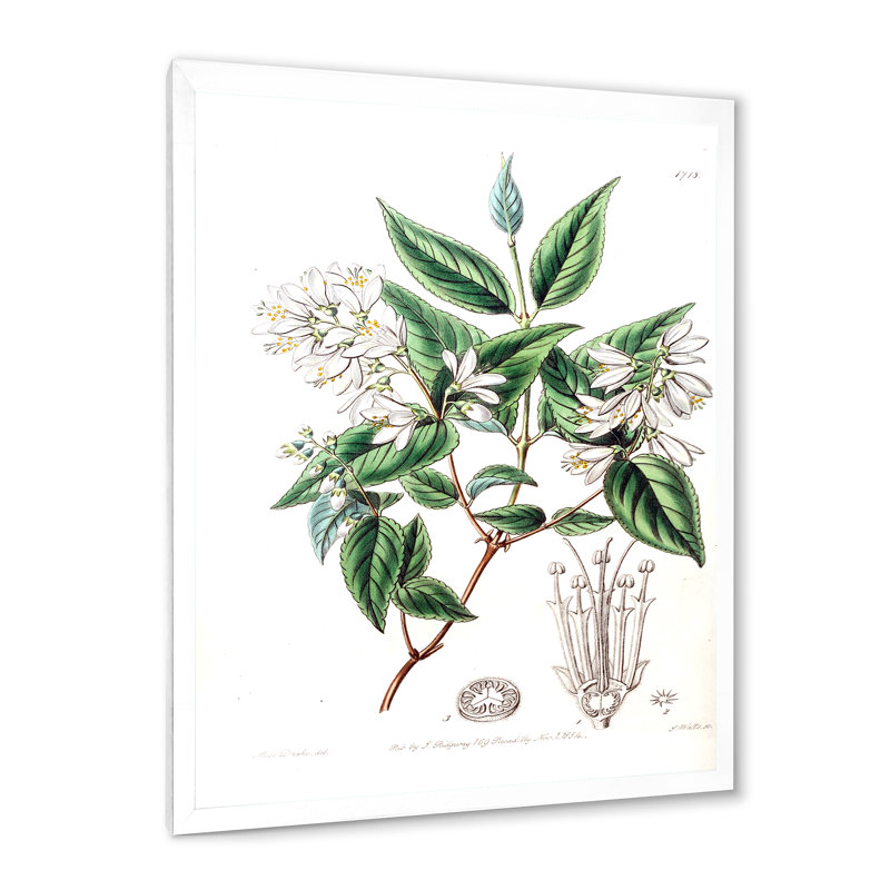 Vintage Botanicals X - peinture sur toile, Cadre photo blanc, H 32 po x l 16 po x P 1 po