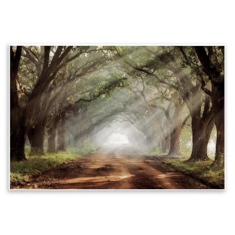 Sunlit Evergreen Grove, plaque murale, design par Mike Jones, H 10 po x l 15 po