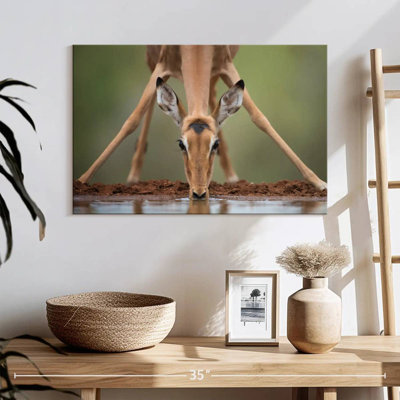 Brampt Drinking Deer