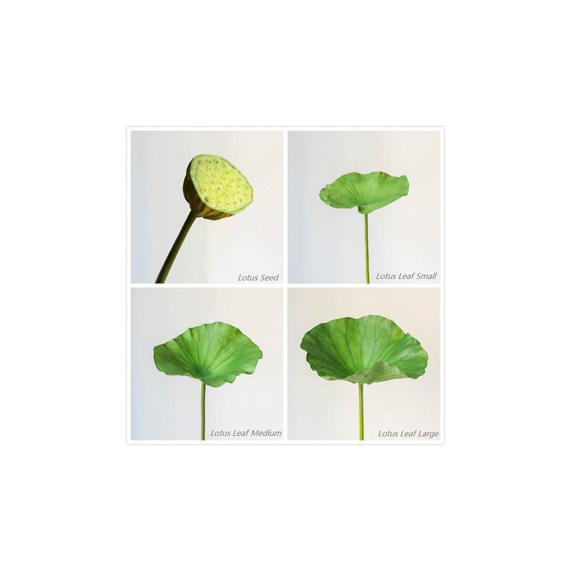 Arrangement, Lotus Leaf Small