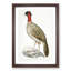 Black-Headed Pheasant Illustration by John Edward Gray - Picture Frame Painting Print-55686235-55686232