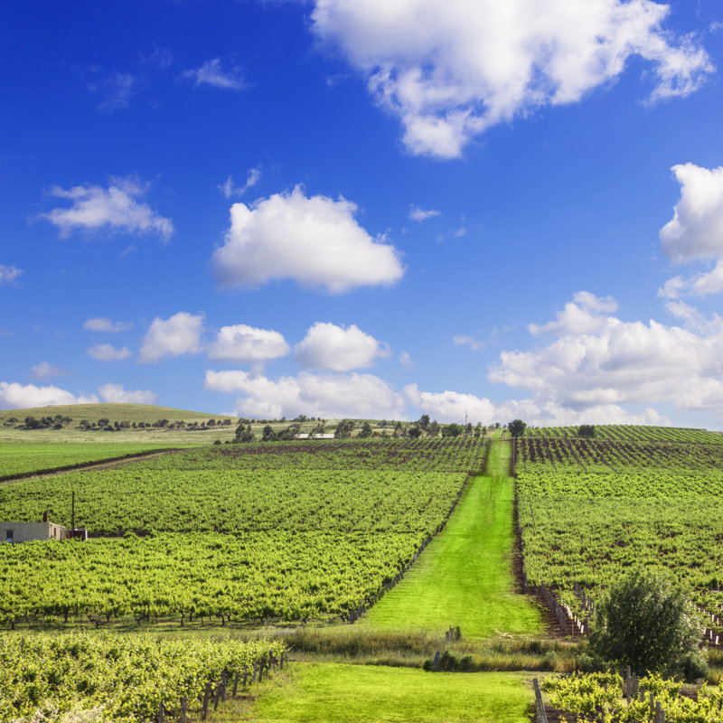 Radom Vineyard Clare Valley Australia - Wrapped Canvas Print, 122cm H x 122cm W 3.8cm D