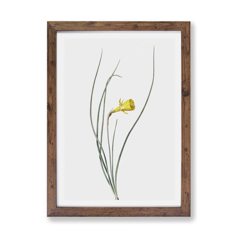 Daffodil by Pierre-Joseph Redoute - Framed Print, 33cm H x 45cm W x 2cm D, Walnut