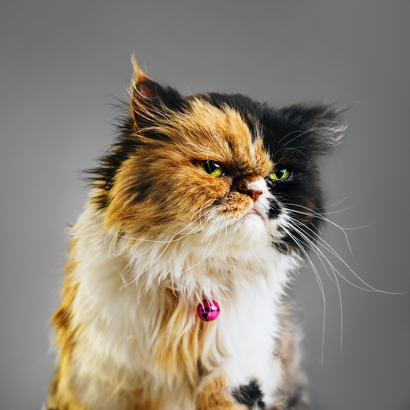 Suspicious Cat Portrait by SensorSpot - Wrapped Canvas Print, 51cm H x 51cm W x 3.8cm D