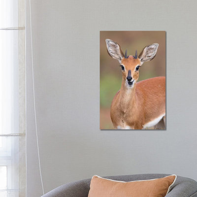 Steenbok 1 Piece Wrapped Canvas Wall Art