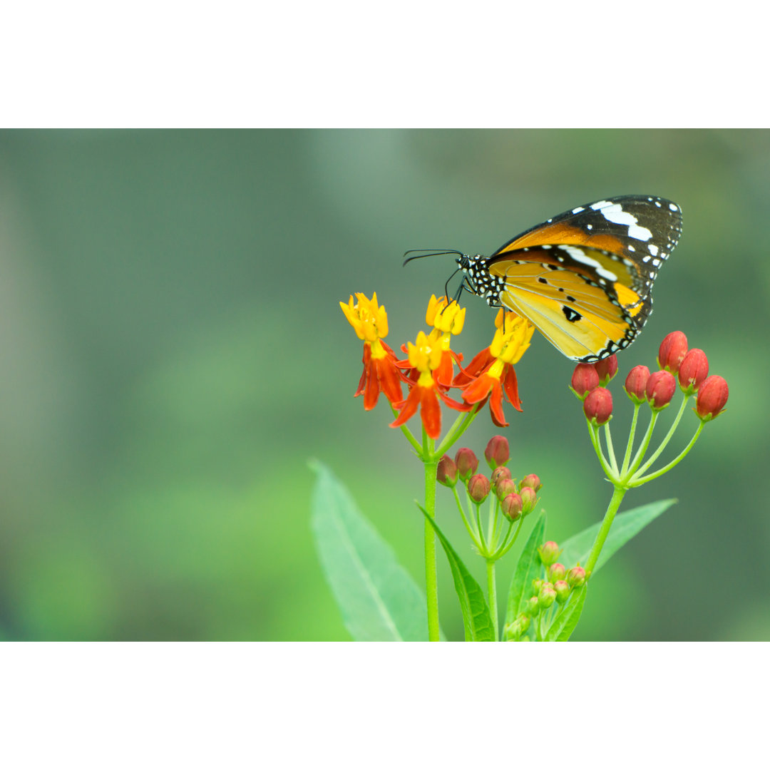 Schmetterling saugt Nektar von Phanuwat Yoksiri - Foto ohne Rahmen auf Leinwand