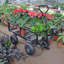 Les chariots de chariot de jardin de chariot de chariot facilitent le transport du bois de chauffage Tc1840bkg