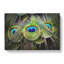 Peacock Feathers - Wrapped Canvas-56630261