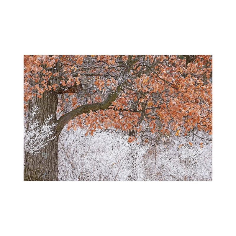 Rime Ice And Oak Tree by Brian Wolf - Wrapped Canvas Print, 20.32cm H x 30.48cm W x 1.91cm D
