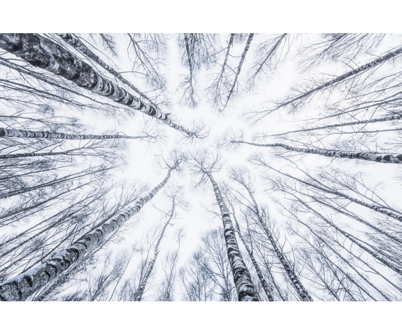 Wrapped Canvas Print, 50.8 cm H x 76.2 cm W