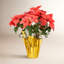 Arrangement de poinsettias-92906964-92906965-92906966