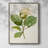 MagnoliaFlowersI Framed Print - Solid Wood 2774249-1377258204