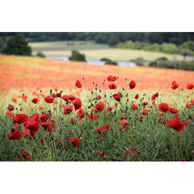 Wauneta " Poppy Field In Uk " by Simongurney