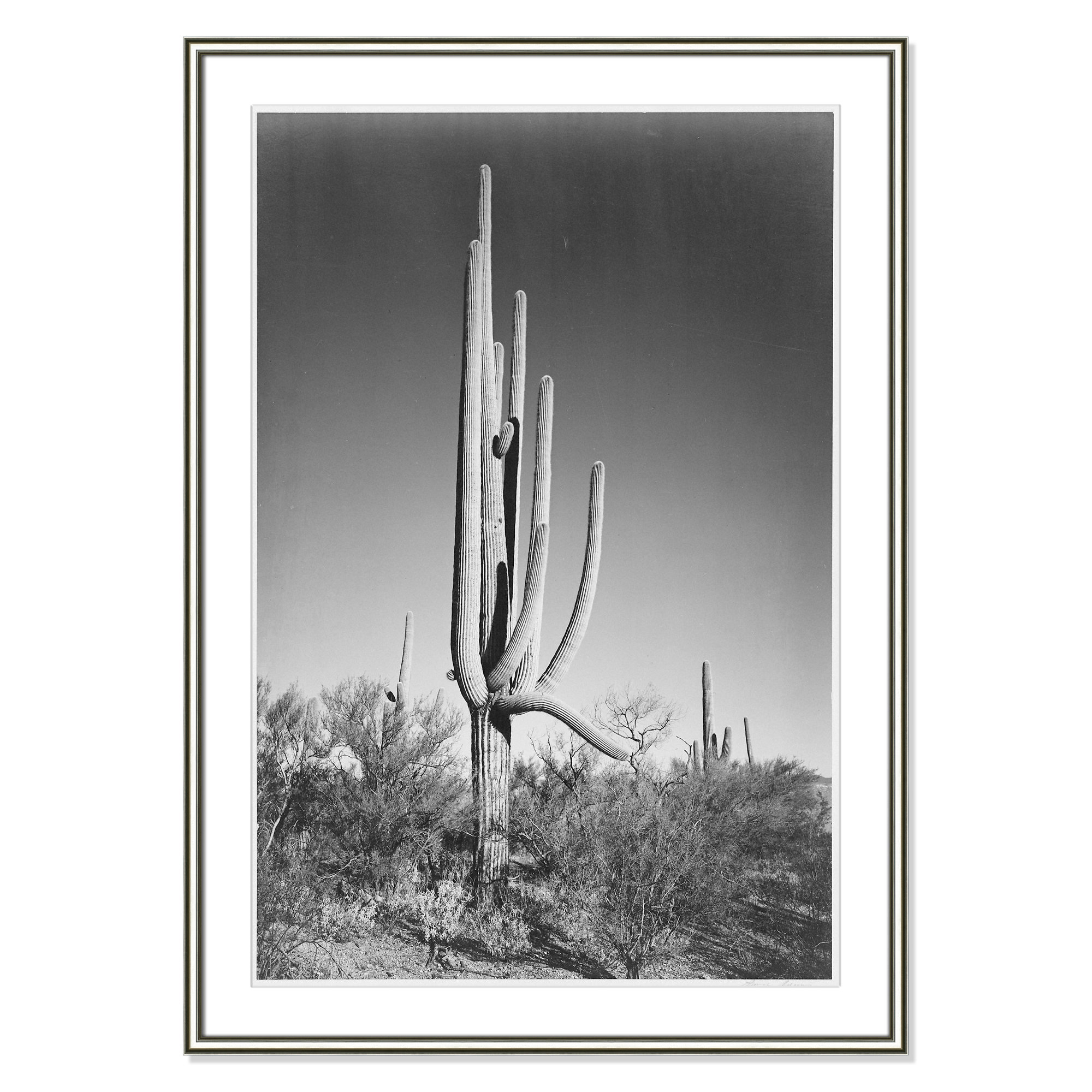 Cactus In Saguaro National Monument In Arizona by Ansel Adams, Silver, 42.75" H x 30.75" W x 0.88" D
