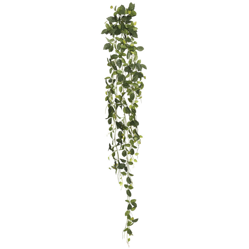 Buisson suspendu Fittonia