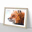 Profile of a Red Fox - Framed Print-56758552-56758550