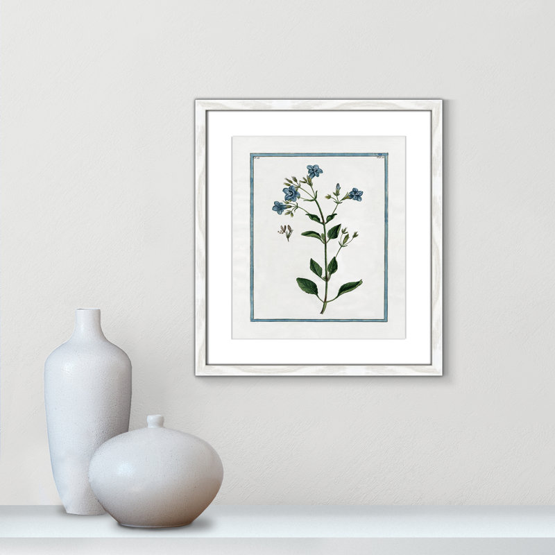 Colombe Shabby Elegance Botanical II - Framed Art, 13" W x 15" H, White Framed
