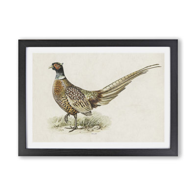 Ring - Necked Pheasant by Von Wright - Framed Print