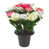 Anemone Red & White Mix is out of stock selected
