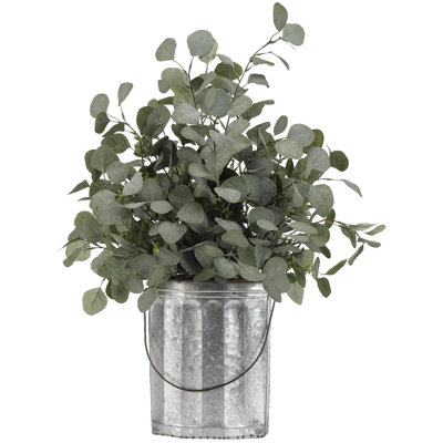 Plante eucalyptus en dollar