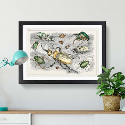 Assortment Of Beetles XLII by Oliver Goldsmith - Single Picture Frame Painting
