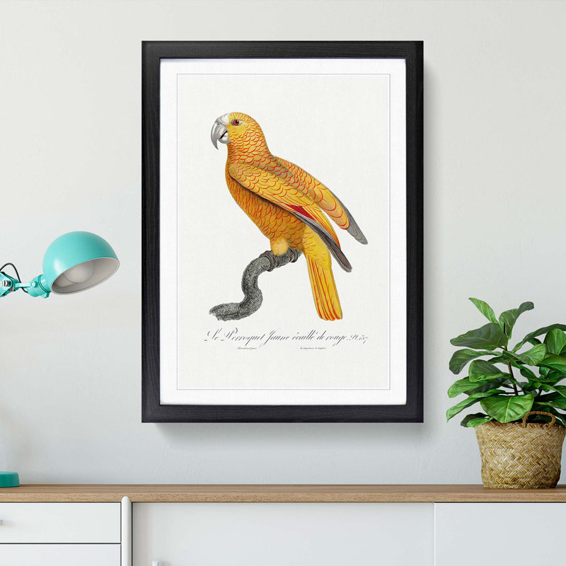 Parrot of Paradise by F. Levaillant - Framed Print, 48cm H x 36cm W x 2cm D, Black Framed