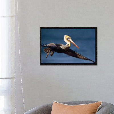 Brown Pelican Flying, California 1 Piece Wall Art on Canvas