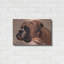 «Boxer» par Thomas Fluharty-636106001