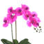 Phalaenopsis Orchid Floral Arrangement in Pot-1204512986