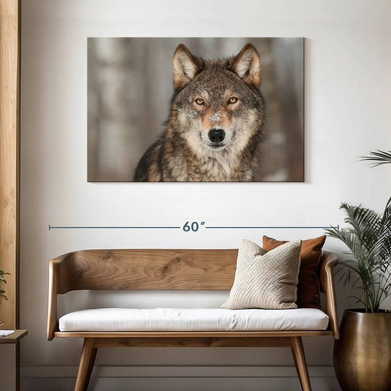 Loup gris Brampt, H 30 po x l 45 po