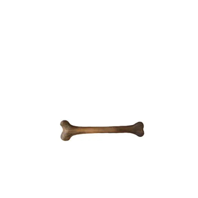 Small Dinosaur Bone Life Size Statue