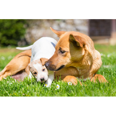 Mignon petit chien par Kasto80