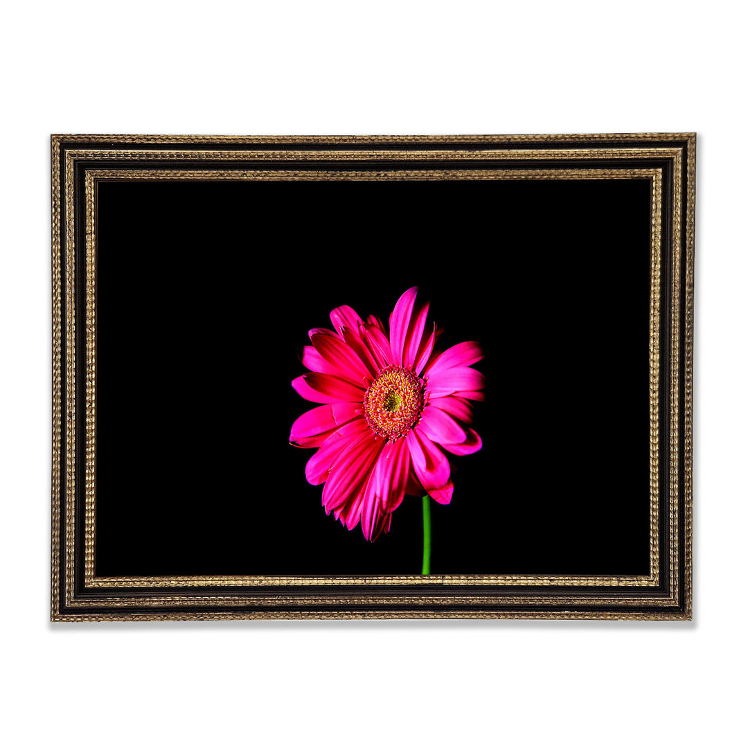 Hot Pink Gerber Daisy Gerahmter Druck