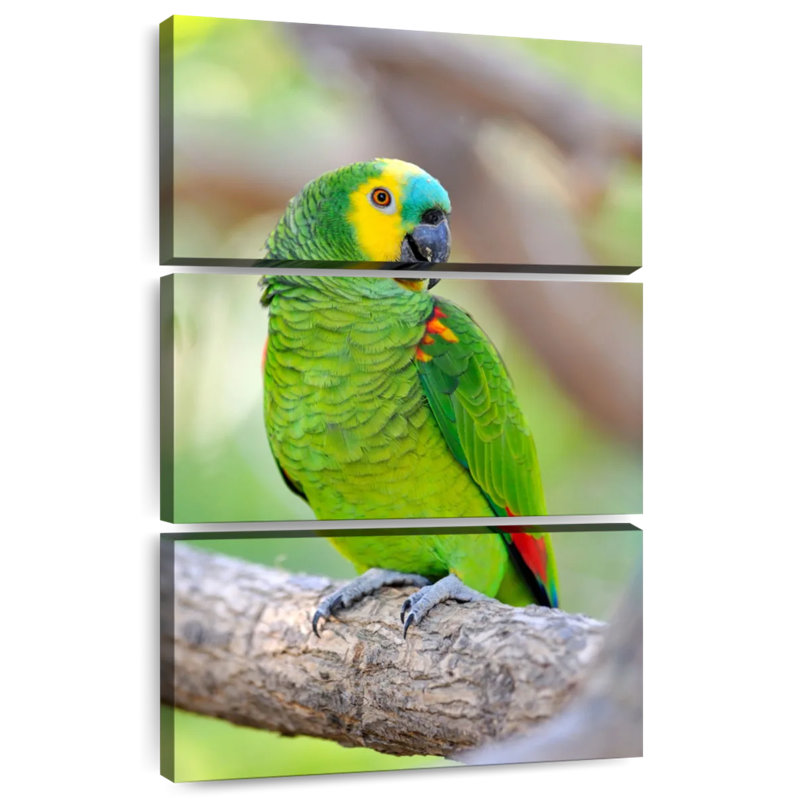 Amazone à front turquoise Brampt, H 32 po x l 20 po