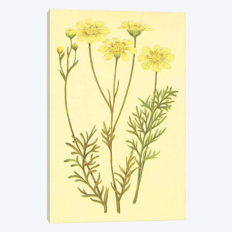« newberry leucampyx », impression sur toile, H 26 po x l 18 po x P 1,5 po