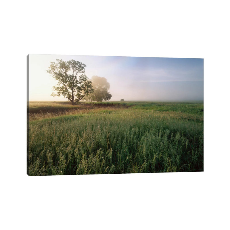 Oak Trees Shrouded In Fog, Tallgrass Prairie In Flint Hills Which Has Been Taken Over By Invasive Great Brome Grass, Kansas by Tim Fitzharris - Wrapped Canvas Print