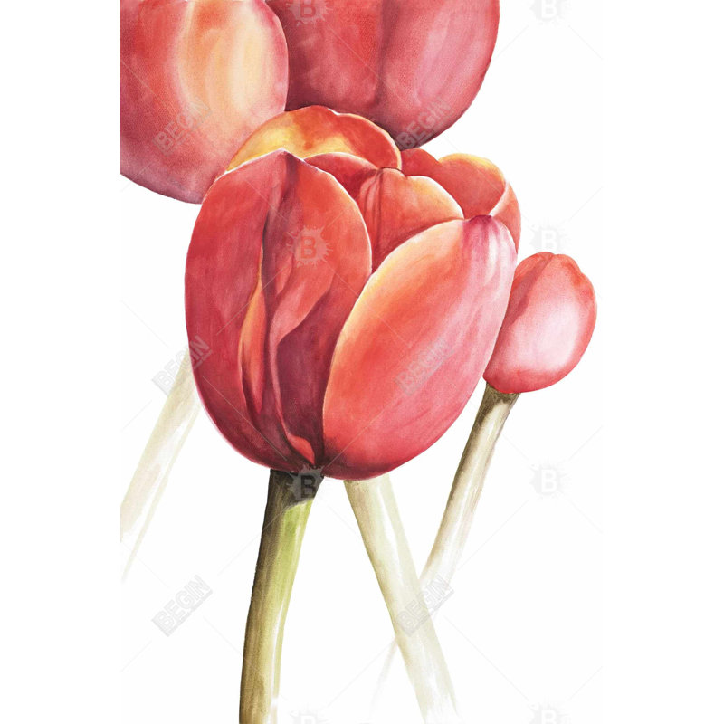 " Blossoming Tulips Closeup "