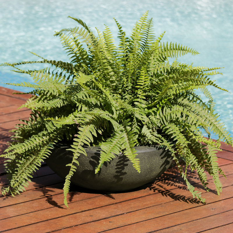 Ascend 20.75" x 20.75" x 11.5" Round Polyresin Outdoor Planter Pot - Sable, 11.25" H x 20.75" W x 20.75" D, Brown, 1