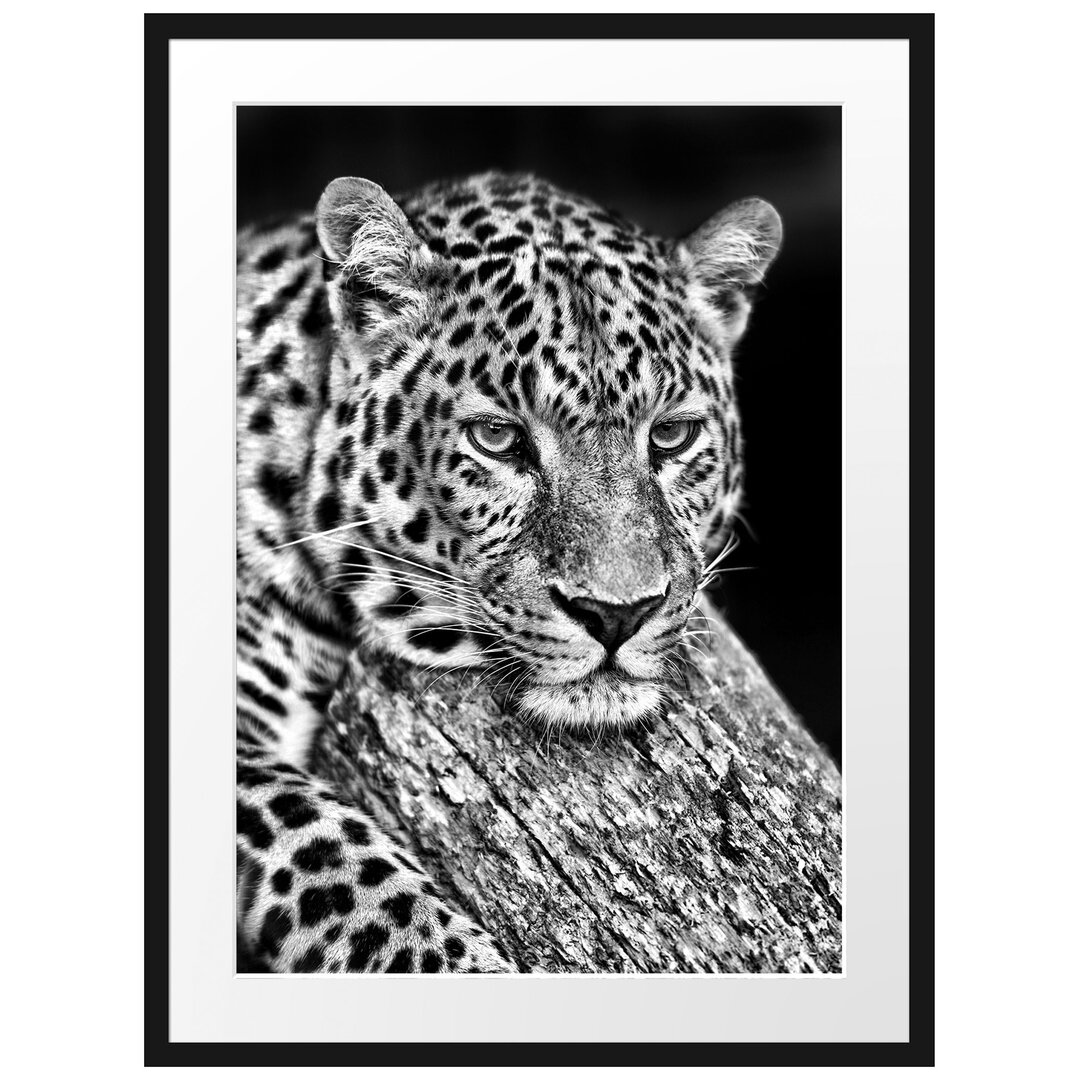 Gerahmtes Poster Ruhiger Leopard