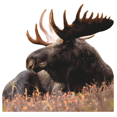 Bull Moose Laying Cardboard Standup