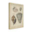 «Vintage Shell Study II» par Martini, reproduction sur toile-33424476