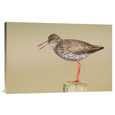 " Common Redshank Calling, Bantpolder, Lauwersmeer, Friesland, Netherlands "