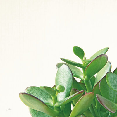 Succulent Simplicity IV Neutral by Felicity Bradley - Wrapped Canvas Print